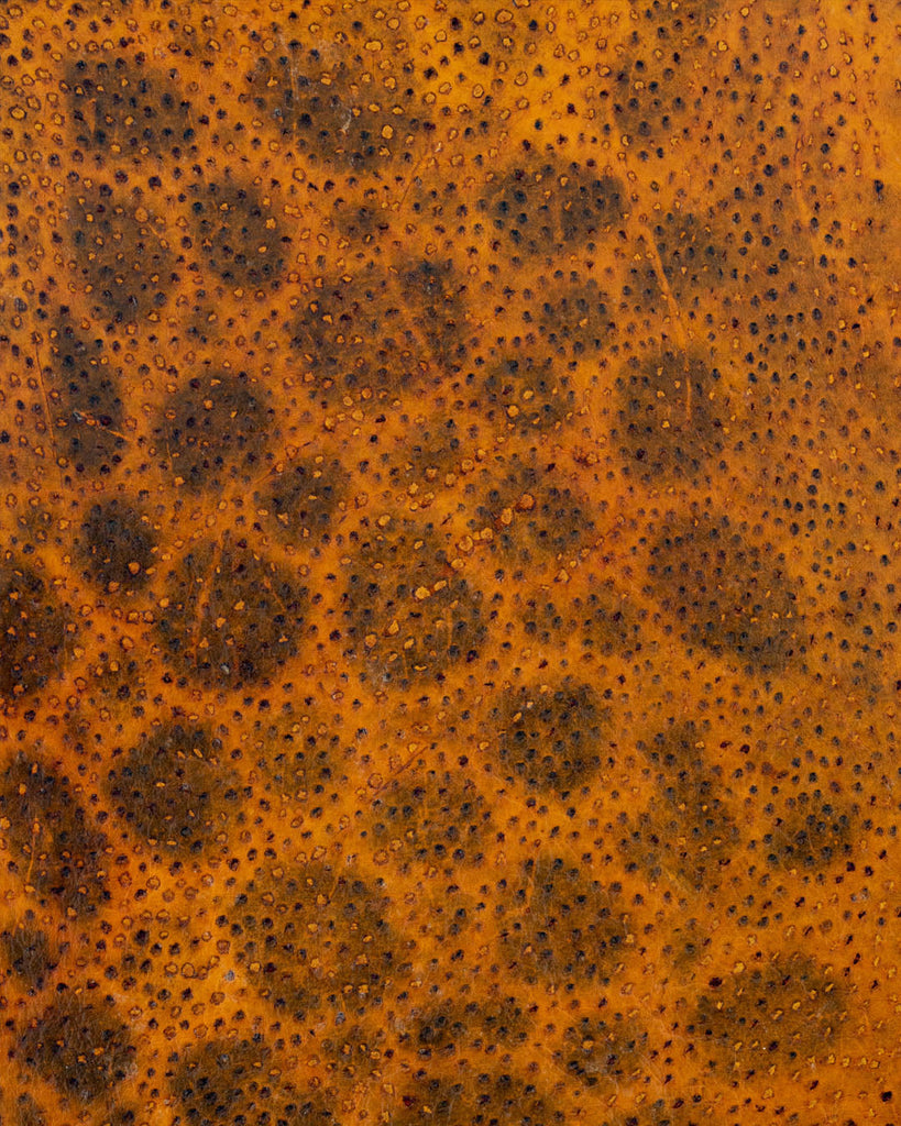 Spotted Wolffish Collection | Smooth Fish Leather With A Silk Gloss And Natural Pattern Fjalar /