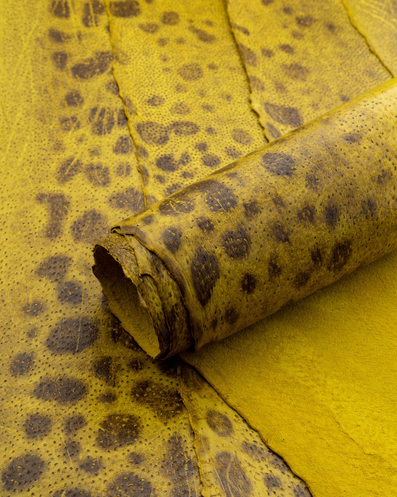 Spotted Wolffish Collection | Smooth Fish Leather With A Silk Gloss And Natural Pattern Glói / Small